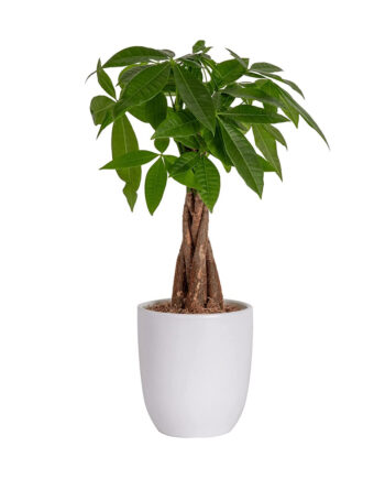 Outdoor Green Beauty